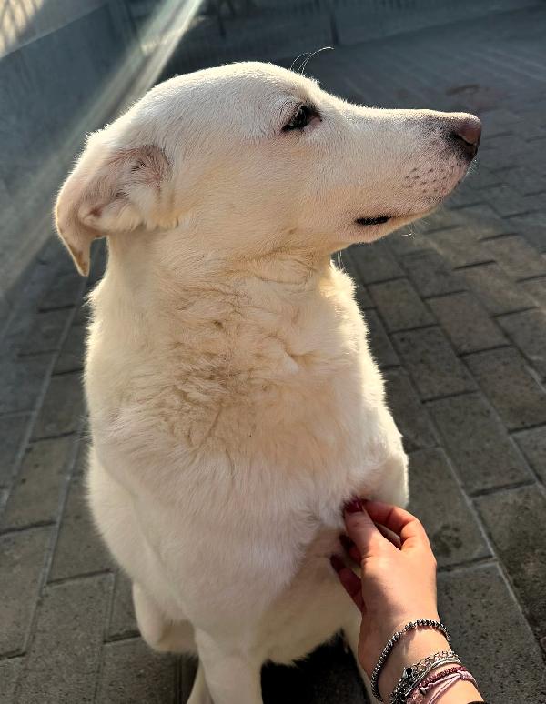 Genna Cerca Famiglia